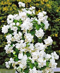 boerenjasmijn arbuste plantes robustes fleurs odorantes