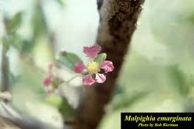 Image result for Malpighia