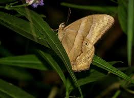 Image result for Leptactina benguelensis