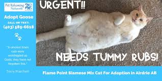 Useful tips on how to adopt a kitten and where to find your nearest siamese rescue. Pet Rehoming Network Petrehomingnet Twitter