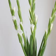 生花】グラジオラス(白)90cm程度【OR-5】 - 花材通販はなどんやアソシエ