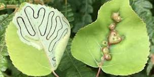 Insect Tracking Walk with Charley Eiseman