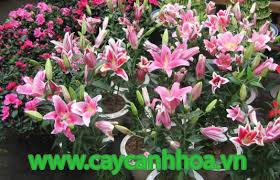 Hoa mai tiếng anh gọi chung là apricot blossom hoặc apricot flowers. Cháº­u Hoa Ly Caycanhhoa Vn