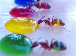 Cómo eliminar hormigas en casa. Las Hormigas Invadieron Tu Casa Aqui 11 Remedios Naturales Para Ahuyentarlas