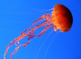 What Do You Think About This Jellyfish Courtesy Of National Geographic Jellyfish National Geographic Fish Pet
