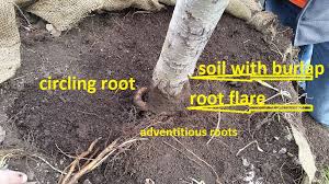 They are shipped to nurseries dormant, and they do not have if you can plant the trees right after they arrive, carefully untangle and soak the roots in a bucket of water for 12 to 24 hours before planting in order. The Importance Of Not Planting A Tree Too Deep Mcneill S Tree Service
