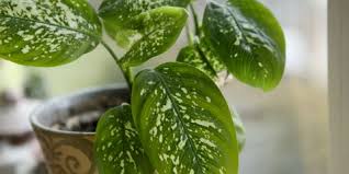 Informazioni foto e nomi di piante grasse o anche definite succulente e rare fiori e coltivazione per l'appartamento o l'esterno informazioni immagini e nomi delle piante da garden le piante grasse da appartamento più comuni e resistenti si adattano a vivere. Piante Da Appartamento Nomi E Varieta Faidateingiardino Com
