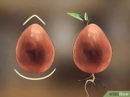 Regardez comme il est facile de faire germer un noyau ou une graine d'avocat pour obtenir en quelques semaines une jeune plante qui aura fière allure dans votre jardin ou votre terrasse et après quelques années elle pourra porter ses fruits. Comment Faire Germer Un Noyau D Avocat 15 Etapes