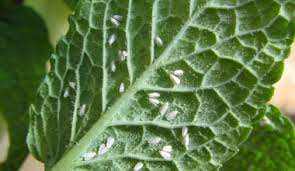 Image result for whitefly in cucumber