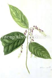 Image result for Antidesma