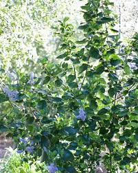 Many shrubs are suitable for use as a hedge. Drought Tolerant Hedges Wind Breaks And Screens With California Native Plants