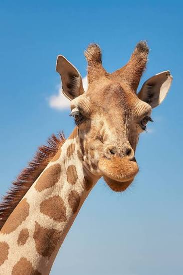 Giraffe head 1080P, 2K, 4K, 5K HD wallpapers free download | WallpaperFlare