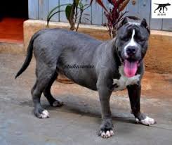 Người dân trong khu vực xảy ra sự việc chó pitbull tấn công người cho biết, h. Báº£ng Gia Cho Pitbull Mua Ban Cho Pitbull Táº¡i Ha Ná»™i Tphcm