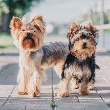 Our puppies are akc registered and comes with a 100% lifetime satisfaction guarantee. Yorkshire Terrier Puppies For Sale Animal Kingdom Phoenix Tucson Az