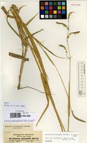 Image result for Urochloa oligobrachiata