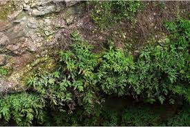 Image result for Elaphoglossum macropodium