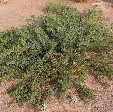نتیجه جستجوی لغت [acacia] در گوگل