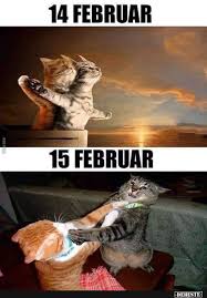 14 Februar Vs 15 Februar Lustige Bilder Spruche Witze Echt Lustig Lustige Katzenbilder Katzenhumor Tierwitze