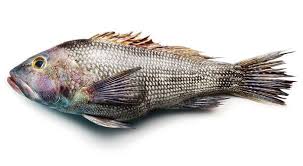 Pescado Fish Still Life Photographers Still Life Photography