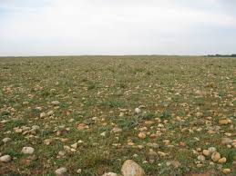 1995 perleidechse in der crau.jpg. Reserve Naturelle Regionale De La Poitevine Regarde Venir Wikipedia