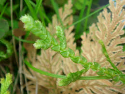 Image result for Selaginellaceae