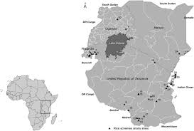 Image result for Leptochloa coerulescens