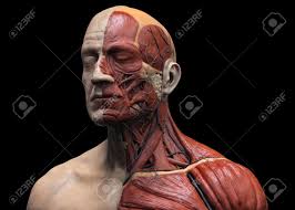Each side of the neck contains two triangular sections created by the major deep muscles. Human Body Anatomy Muscle Anatomy Of The Face Neck And Chest Stock Photo Picture And Royalty Free Image Image 64471513