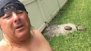 These damn horned toad turtles are trying to mate in my backyard and my  neighbors think it's unchristian. But you'll see the entire process and how  the male turtle tries to prepare