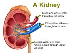 The tunica interna (intima) is a layer of simple squamous epithelium overlying a basement membrane and a layer of fibrous tissue. Which Of The Following May Have Least Amount Of Urea A Vena Cava B Pulmonary Vein C Renal Vein D Hepatic Portal Vein Socratic