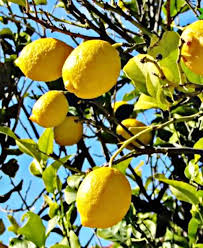 उत्तराखंड में पाए जाने वाले पहाड़ी नींबू 'लिंबा' के औषधीय गुण क्या हैं? -  Jay Uttarakhandi