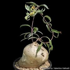 Image result for Raphionacme lanceolata