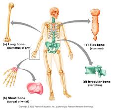 classification of bones