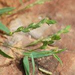 Image result for Zornia glochidiata