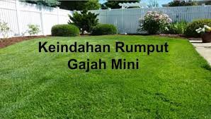 Rumput Yang Boleh Dimakan Meme