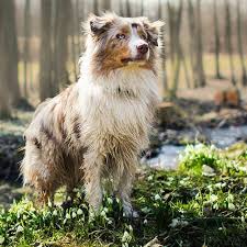 Pets4homes found 2 australian shepherd dogs and puppies wanted in the uk. Australian Shepherd Pdsa