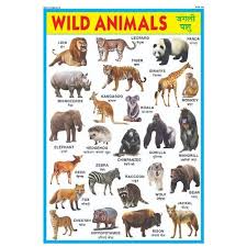 wild animal chart