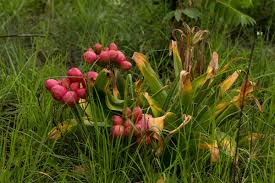 Image result for Crinum stuhlmannii
