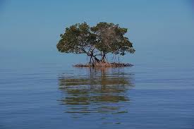 Maybe you would like to learn more about one of these? Bonsai Island Everglades National Park Photograph By Don Columbus