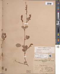 Image result for Grona heterocarpos