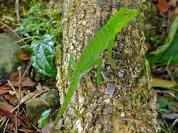 Image result for Blotiella crenata