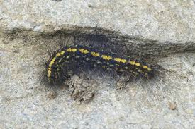 Image result for Setina roscida