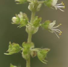Image result for Ocimum angustifolium