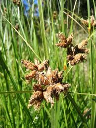 Image result for Bolboschoenus