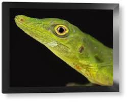 Image result for Anolis punctatus