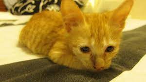 Cats may have seizures in the immediate hours before death. If My Cat Is Having Seizures What Should I Do