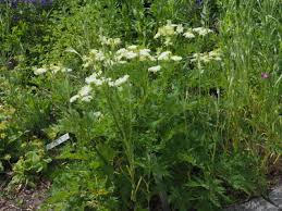 Image result for Pimpinella ledermannii