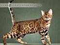 Available Bengal Kittens - Auroralights bengals of Michigan