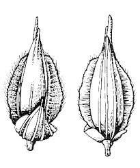 Image result for Alloteropsis semialata