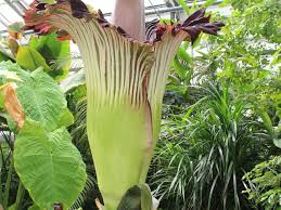 Podziwiam osobę na jednym ze zdjęć pochylającą się nad raflezją. 2pxzsj7nkrexsm