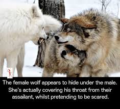 The Female Protects The Male Beacuse Males Don T Attack Females Animal Facts Animals Beautiful Cute Animals